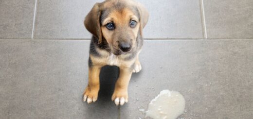 Куче повръща жълта пяна