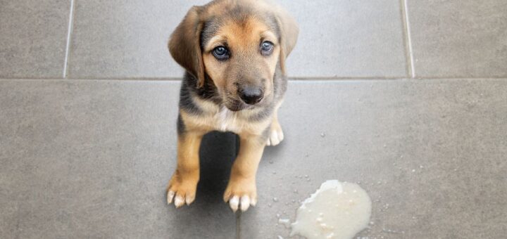 Куче повръща жълта пяна