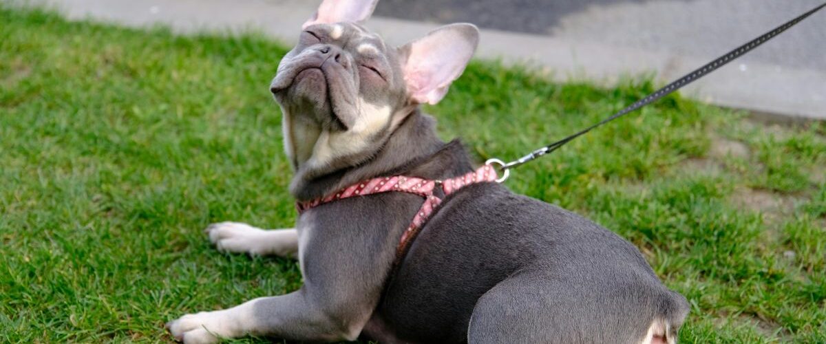Кучето дърпа на повод