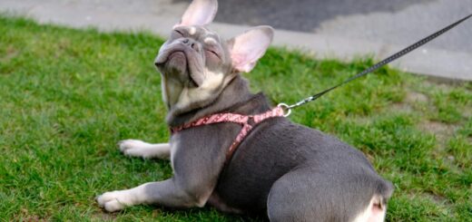 Кучето дърпа на повод