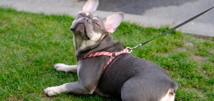 Кучето дърпа на повод