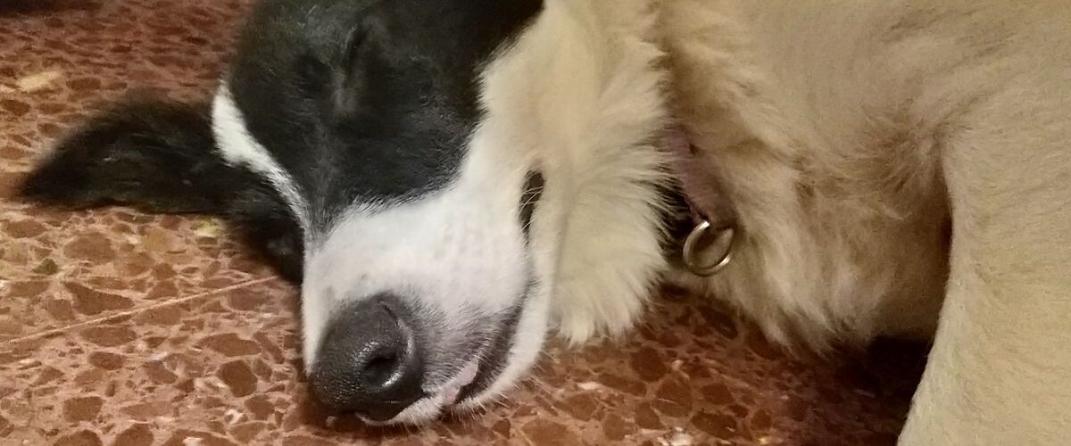 Кучето диша тежко