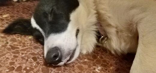 Кучето диша тежко