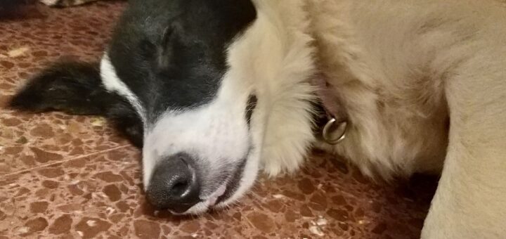 Кучето диша тежко