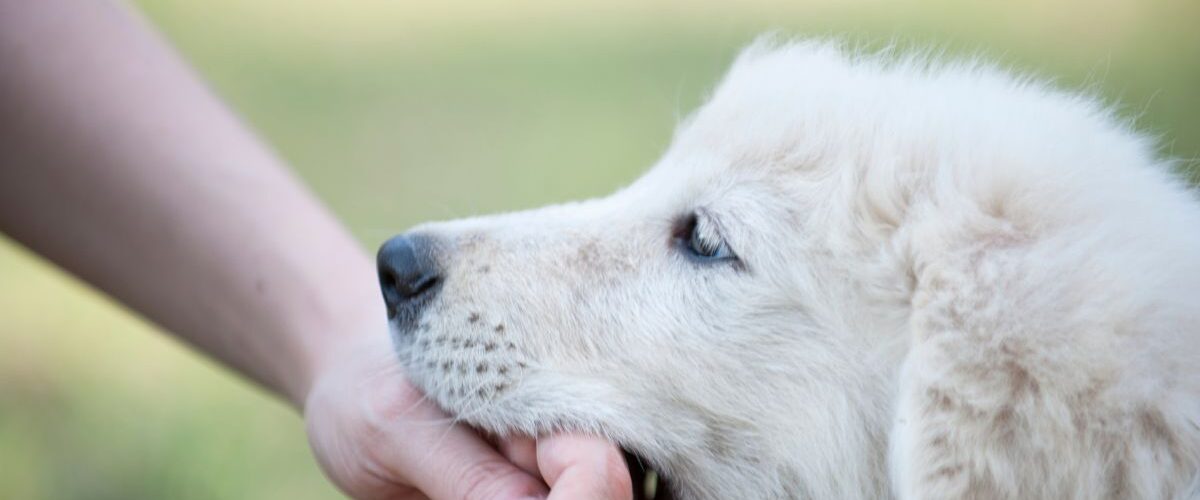 Кучето хапе