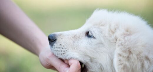 Кучето хапе