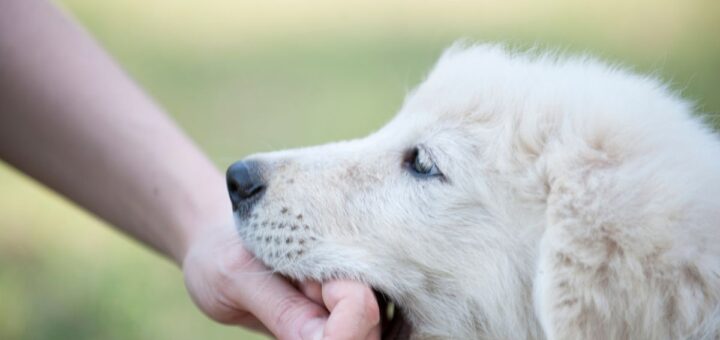 Кучето хапе