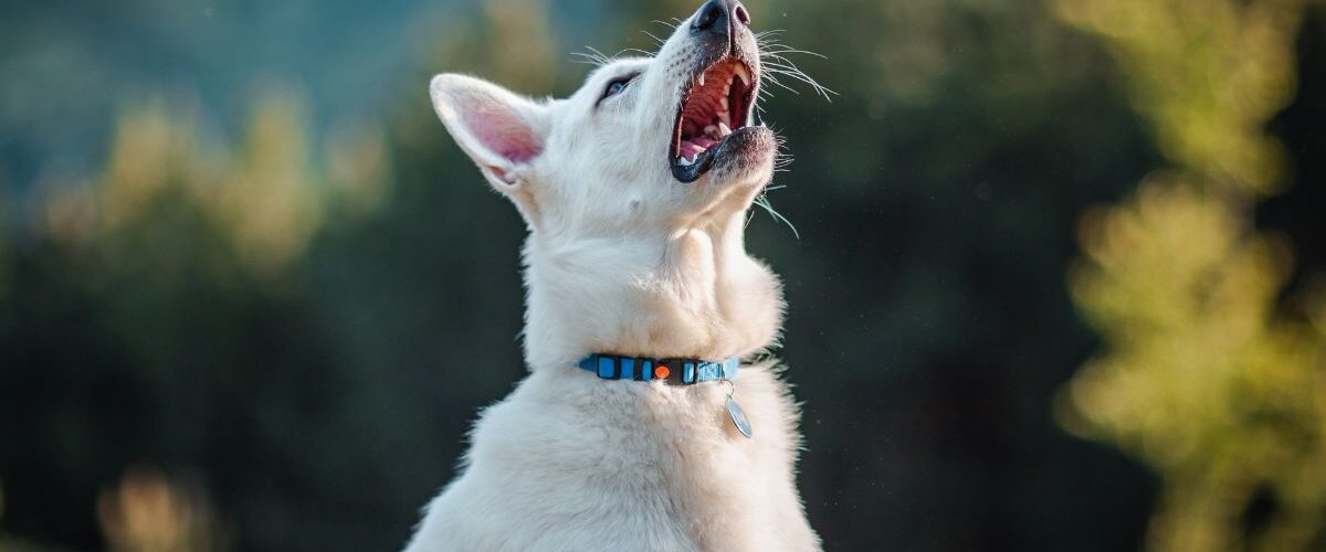 кучето киха