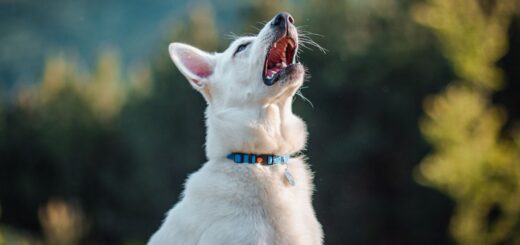 кучето киха