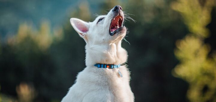 кучето киха