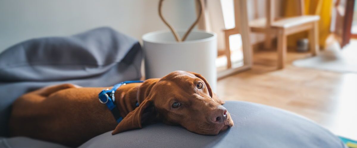 Кучето трепери