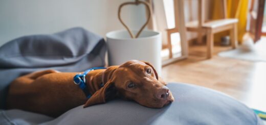 Кучето трепери