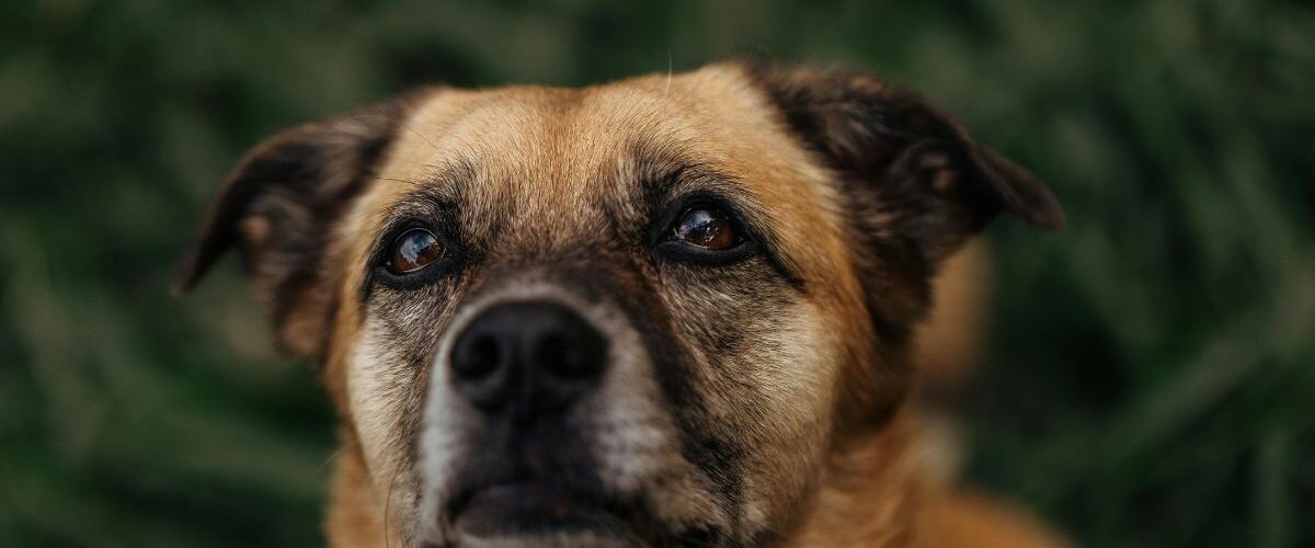 Осинови куче