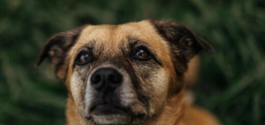 Осинови куче