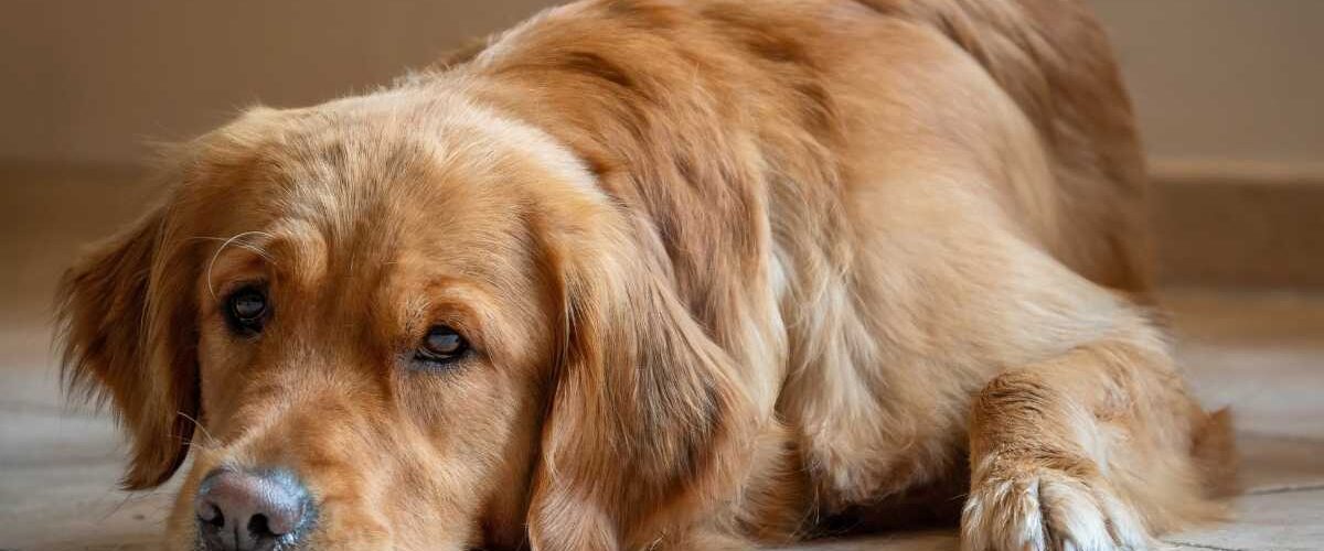 Парализа от кърлеж при куче