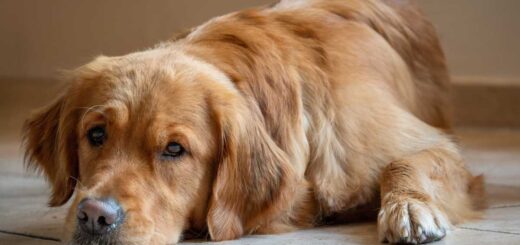 Парализа от кърлеж при куче