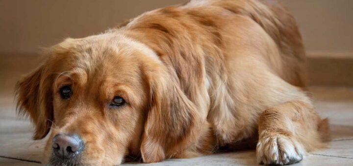 Парализа от кърлеж при куче