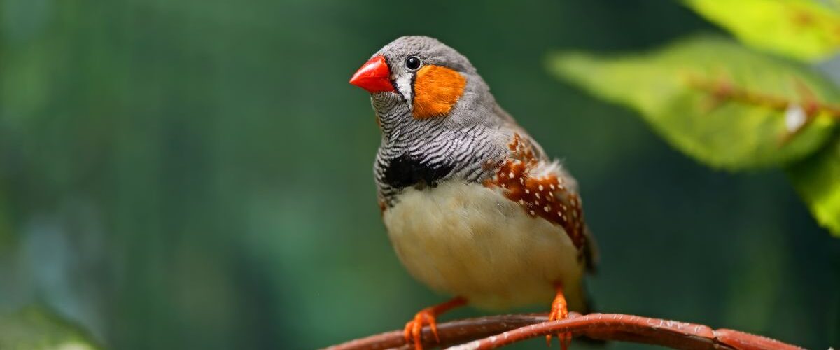 Видове амадини