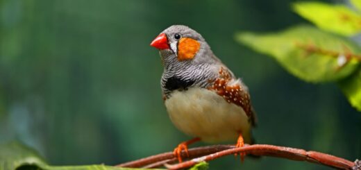 Видове амадини