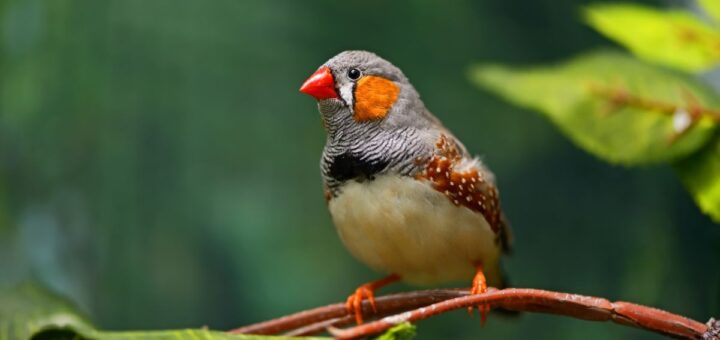 Видове амадини