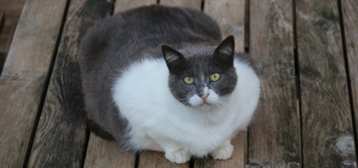 Отслабване при котки