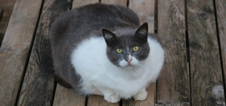 Отслабване при котки